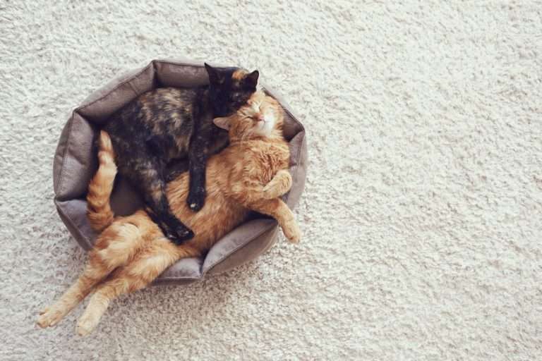 lit pour chat
