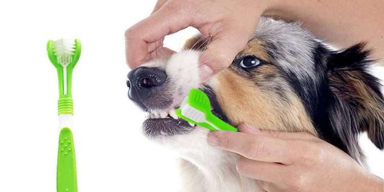brosse à dents pour chien