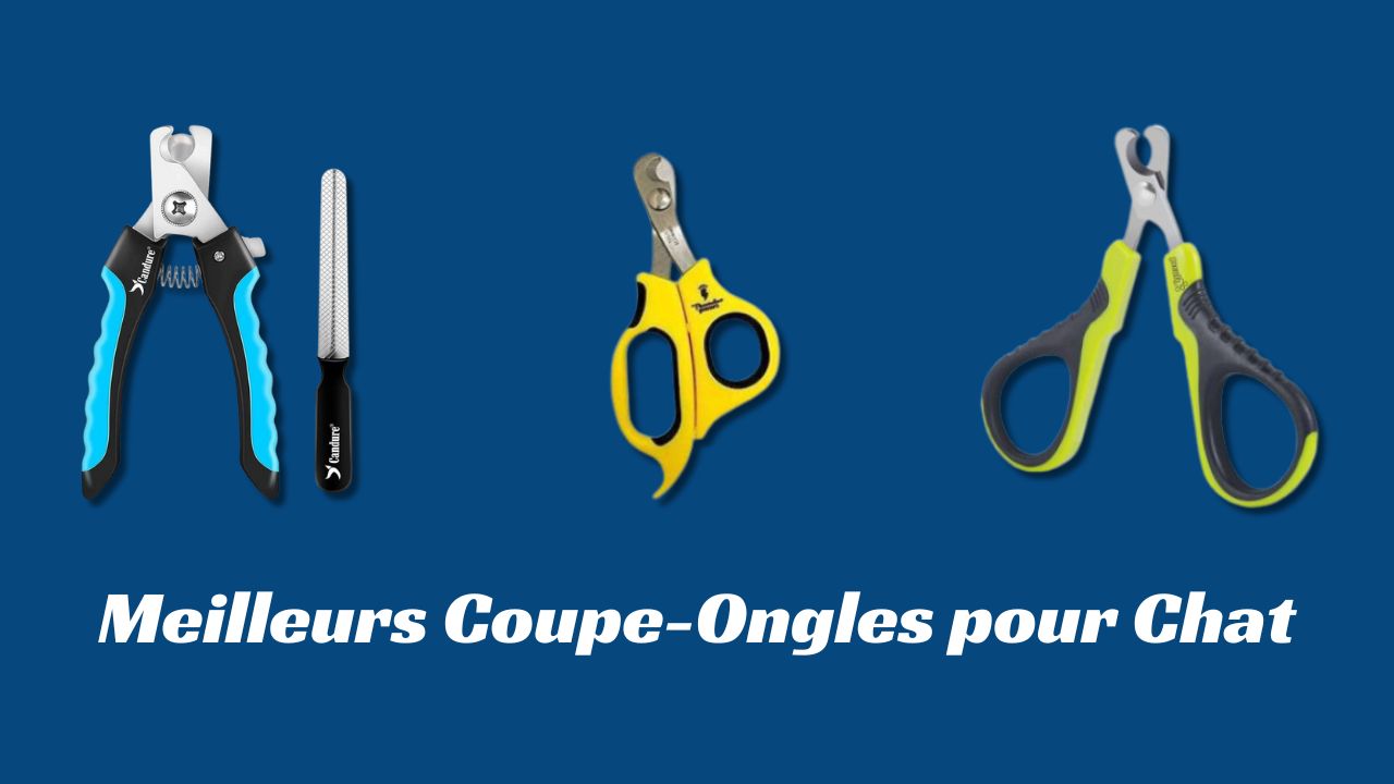 Meilleurs Coupe-Ongles pour Chat