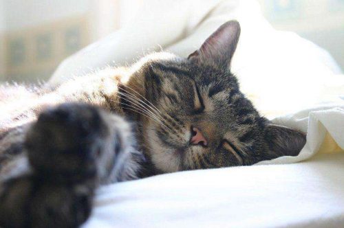 camas-para-gatos-gato-durmiendo